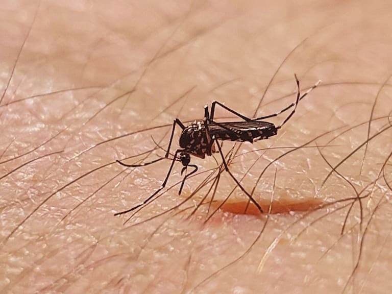 Actualmente hay un brote de dengue en Guerrero