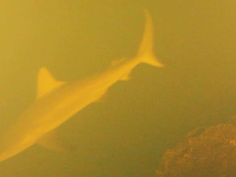 Científicos descubren tiburones vivos en cráter de volcán activo