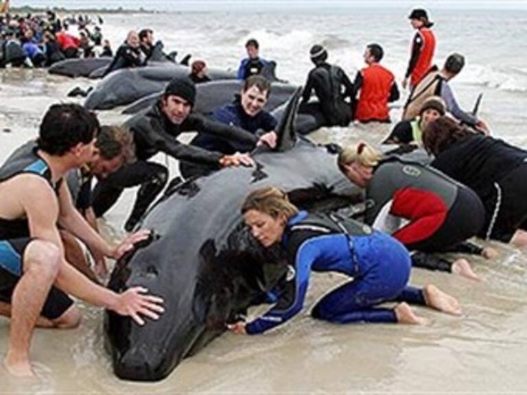 Sacrificarán a 34 ballenas varadas en Sudáfrica