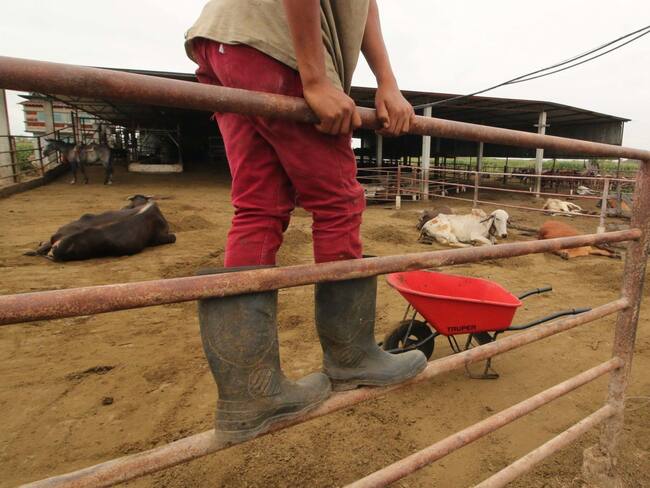 Suman más de mil 500 las reses muertas en Tabasco