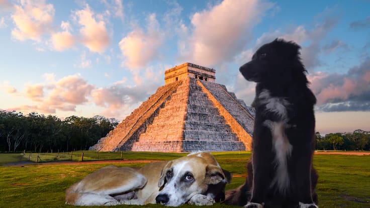 ¿Qué les pasó a “Tomasita” y “Wero”? Los perros guardianes de Chichen Itzá fueron despedidos de la zona arqueológica