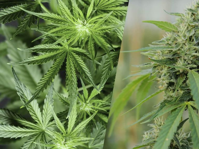 Declara SCJN legal siembra de cannabis con fines industriales