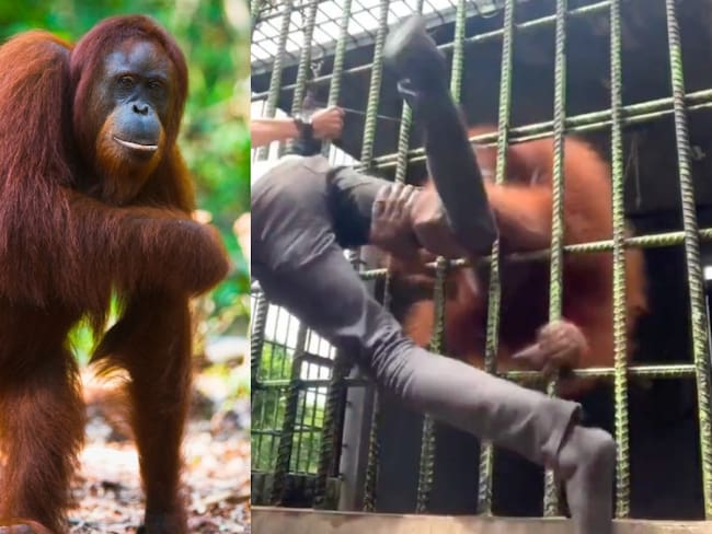 Orangután ataca a hombre en zoológico de Indonesia | VIDEOS