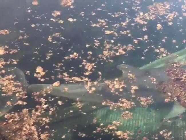 Delfines quedan abandonados en Quintana Roo por falta de visitantes