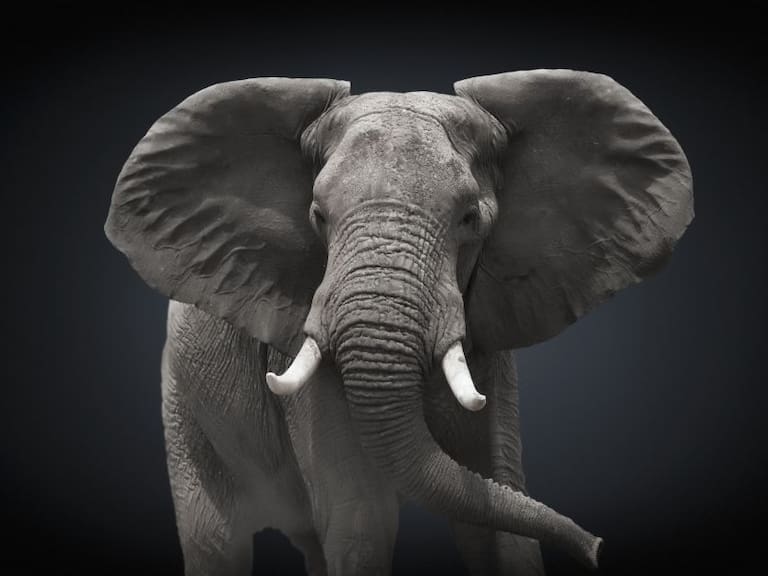Encuentran más de 350 elefantes muertos al norte de Botswana en África