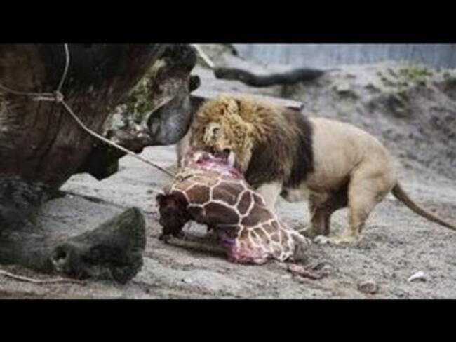 Sacrifican a cuatro saludables leones en Zoológico de Copenhague