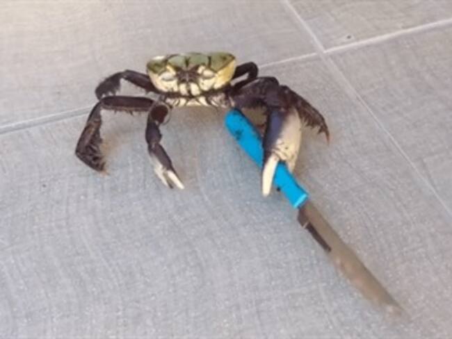 Cangrejo huye de un restaurante armado