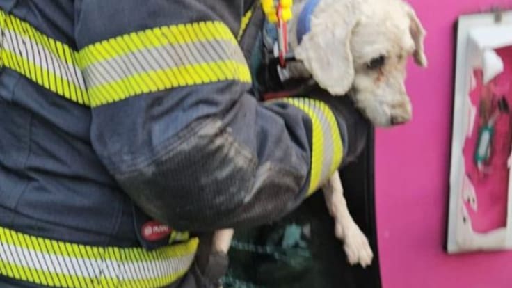 Muere “Chicharrón”, el perrito rescatado en Navidad luego de que su dueño chocó y falleció en San Antonio Abad