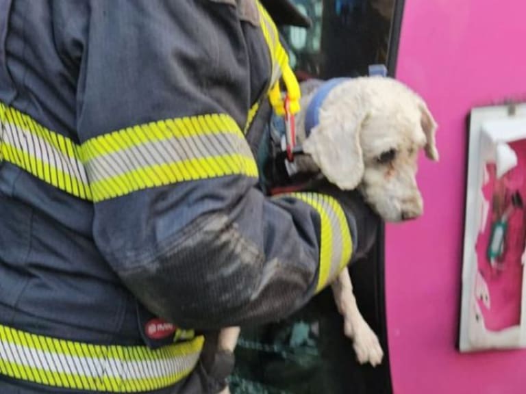 Bomberos de la Ciudad de México rescataron a la perrita "Chicharrón".