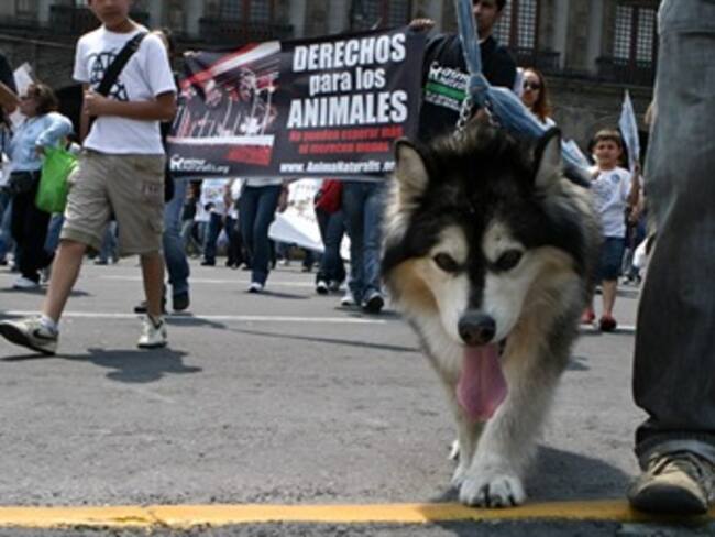 ¿Conoces cuáles son los derechos de los animales?
