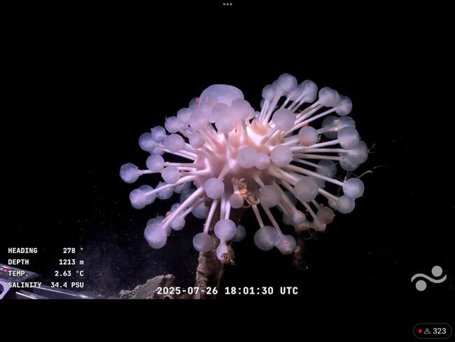 Exploración marina en vivo desde el Mar del Plata: Sorprendentes descubrimientos y paisajes submarinos