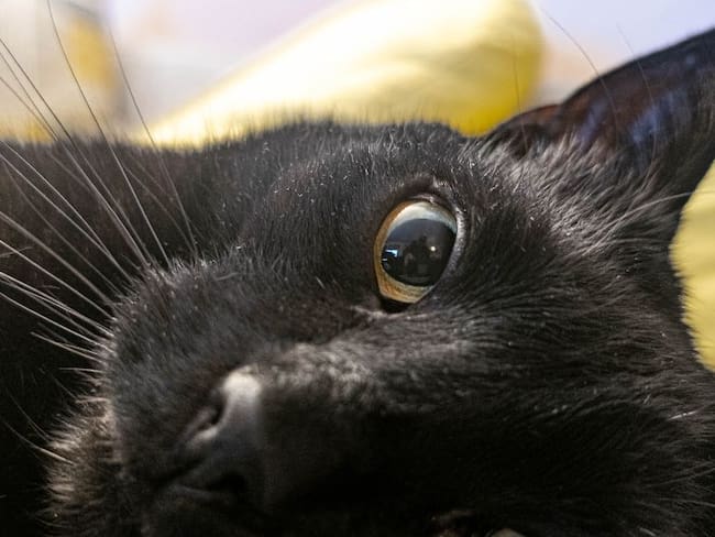 Alerta mundial por virus en gatos: ¿Qué es la Panleucopenia felina, síntomas y cómo protegerlos del contagio?