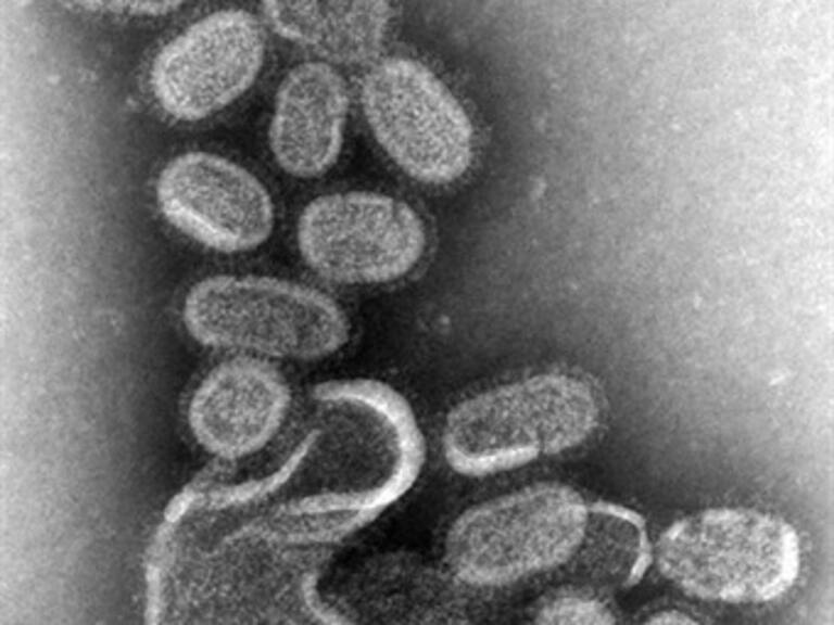 Encuentran nueva mutación del virus de la influenza humana