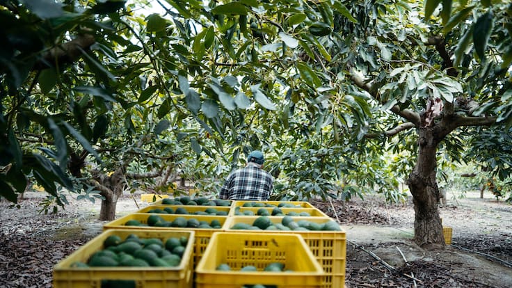 Exportación de aguacate a EE.UU. toma impulso: Reactivan parcialmente actividades en Michoacán