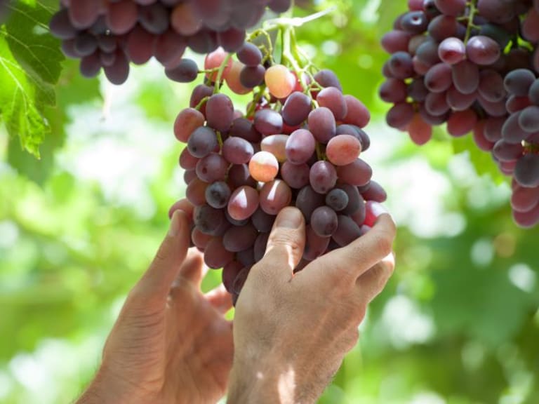 En abril Jalisco producirá la primera cosecha de uvas de mesa