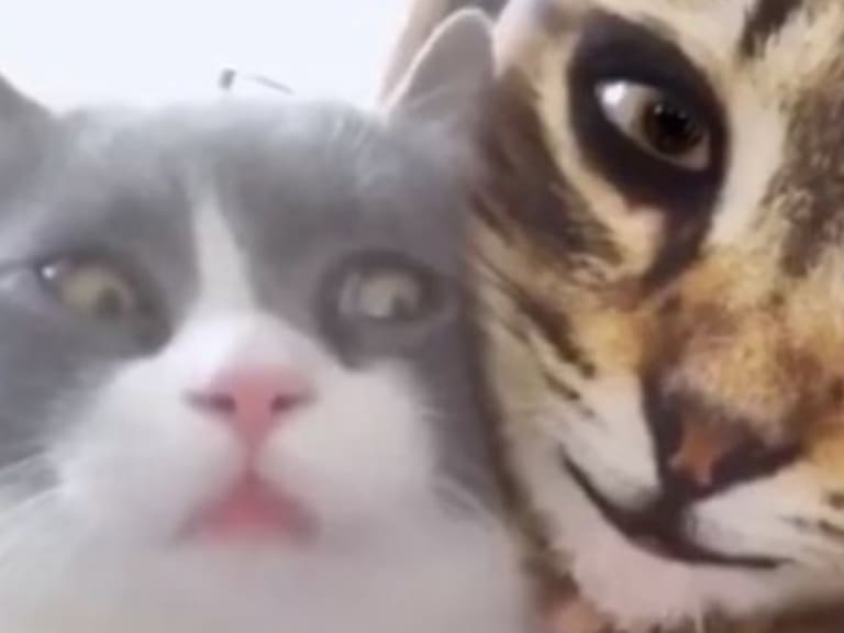 Gatitos caen en broma viral de sus dueñas y así reaccionan a filtro