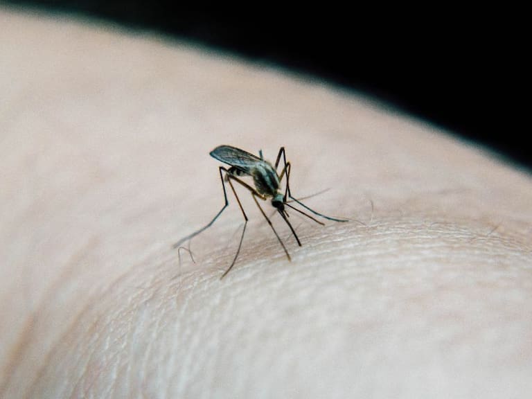 ¿Cómo ahuyentar a los mosquitos en épocas de humedad?