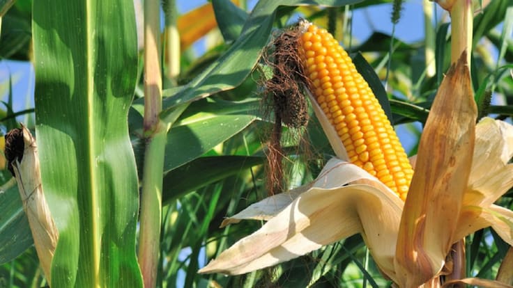 Niega AMLO ruptura con E.U. por nuevo decreto sobre maíz transgénico