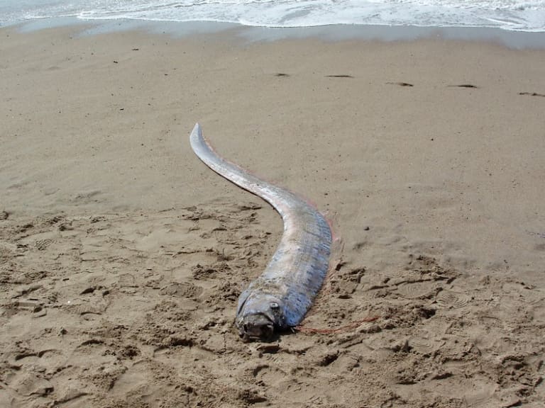 Aparece pez remo en costas de Sinaloa, aún estaba vivo | VIDEO