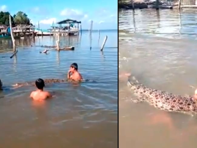 Niños nadan con cocodrilo de 2 metros mientras su papá los graba