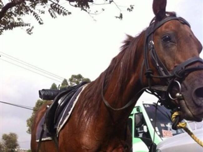 Escapan caballos de la SSPDF