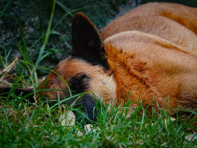 Hallan a otro perrito asesinado con violencia en Bosque de Xochimilco; ya suman 22