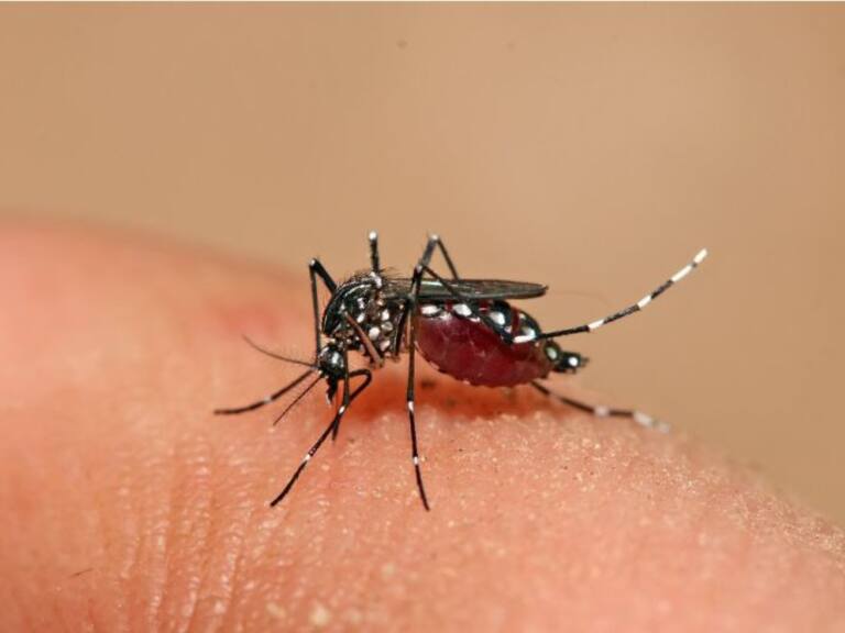 Zapopan, el municipio con más casos de dengue