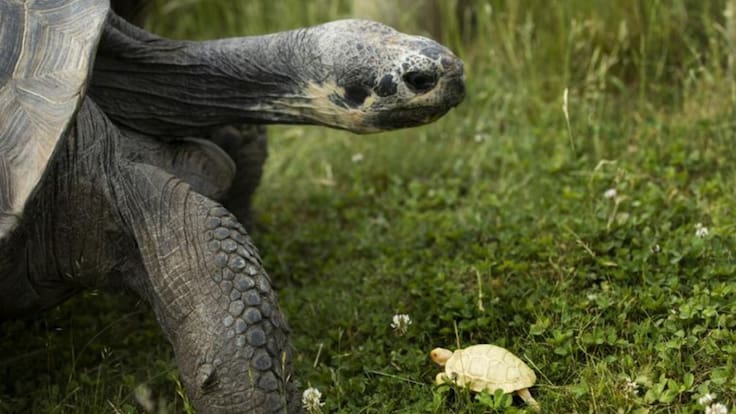 Nace la primera tortuga gigante de Galápagos albina | FOTOS