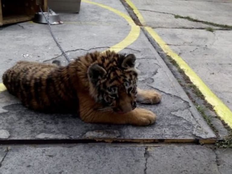 Rescatan a pequeña tigresa de un restaurante en la Ciudad de México