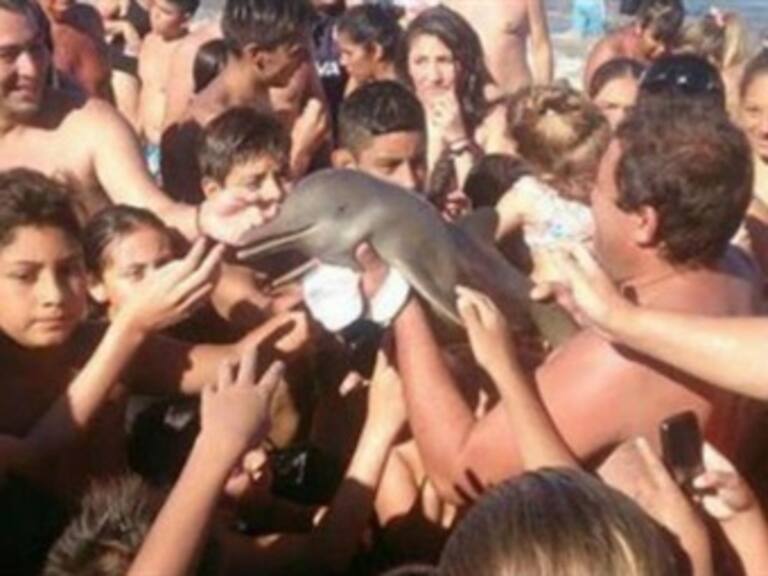 Turistas sacan a un delfín del mar para tomarse una foto con él