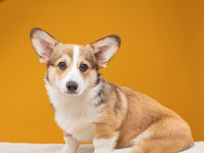 El movimiento de la cola en perros no siempre indica felicidad revelan estudios