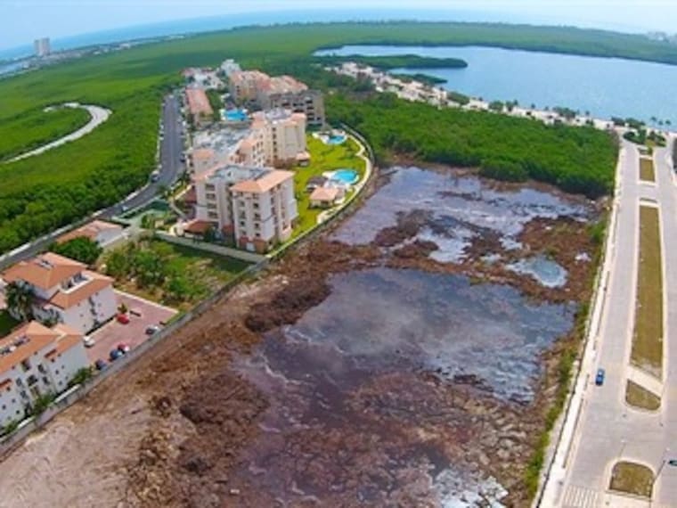 Si no hay manglares las afectaciones por huracanes serán inmensas : Ezcurra