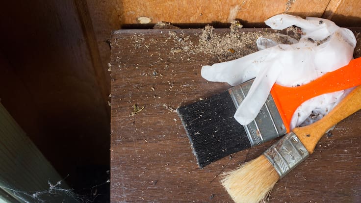 Hantavirus: qué hacer si encuentras heces o ratones en casa