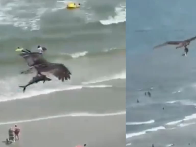 Águila caza a un tiburón en la playa; luego se lo lleva volando