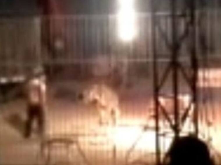 Ataca tigre a su domador. Sargento Rascón. 05/02/13