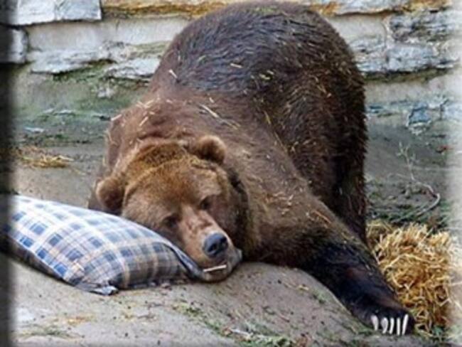 Técnico de TV encuentra a oso dormido en sótano