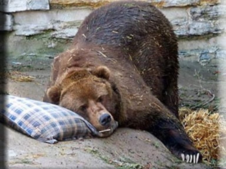 Técnico de TV encuentra a oso dormido en sótano