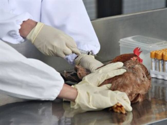 Fallece en China la primera persona afectada con el virus H5N6 en el mundo