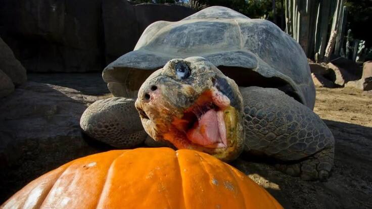 A los 141 años, fallece Gramma, la tortuga de las Galápagos