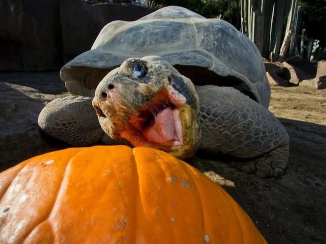 A los 141 años, fallece Gramma, la tortuga de las Galápagos