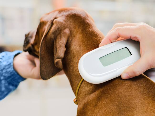 Así funcionará el registro para mascotas en Querétaro con chip para perros y gatos
