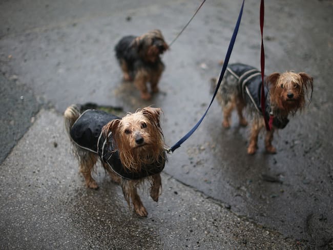 ¿Cómo afecta la lluvia al estado de ánimo de perros y gatos?
