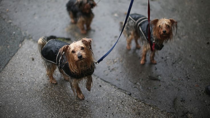 ¿Cómo afecta la lluvia al estado de ánimo de perros y gatos?