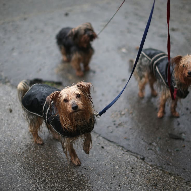 ¿Cómo afecta la lluvia al estado de ánimo de perros y gatos?