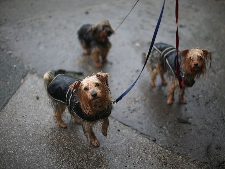 Mx - ¿La lluvia afecta a los perros? (Photo by Christopher Furlong/Getty Images)