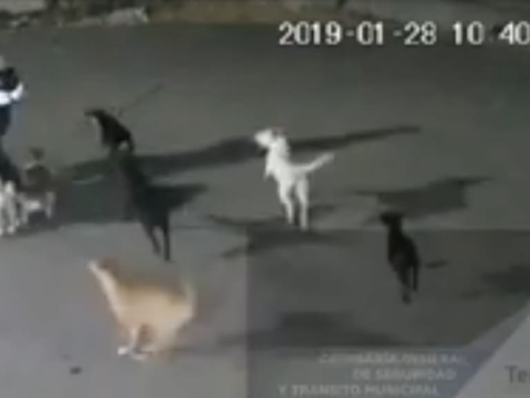 Despiadado encuentro: una jauría de perros ataca a una mujer en Tecámac