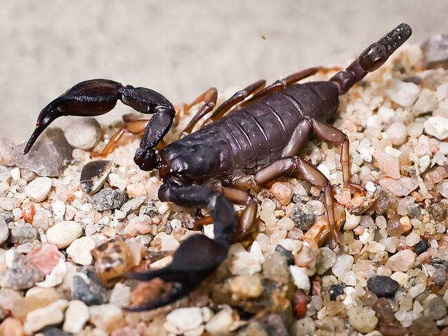 México ocupa el primer lugar en picaduras de alacrán a nivel mundial