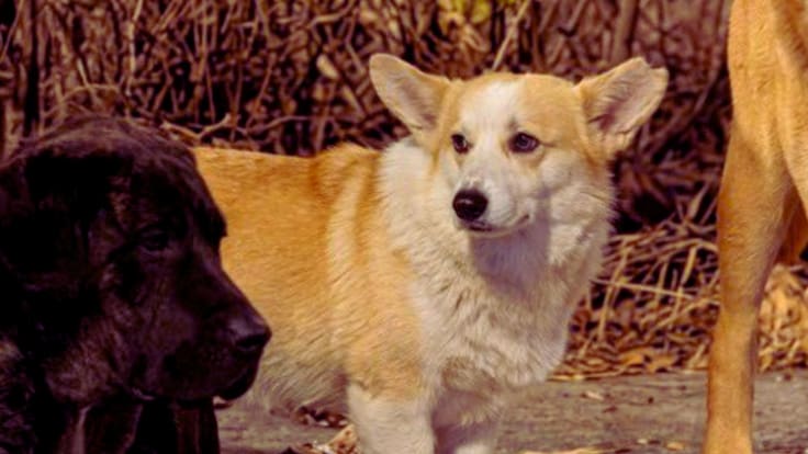 Historia viral de perros que vuelven a casa conmueve, pero es FALSA