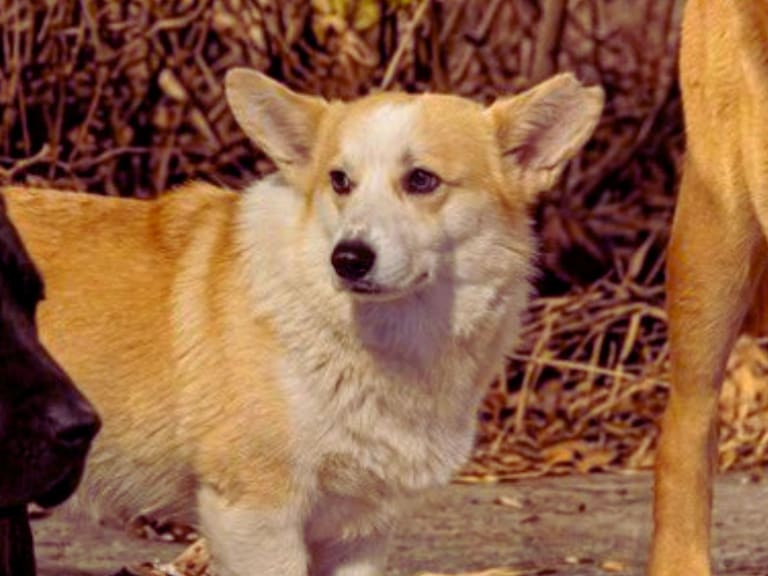 Perros virales en China no escaparon: la verdad detrás de la historia. X