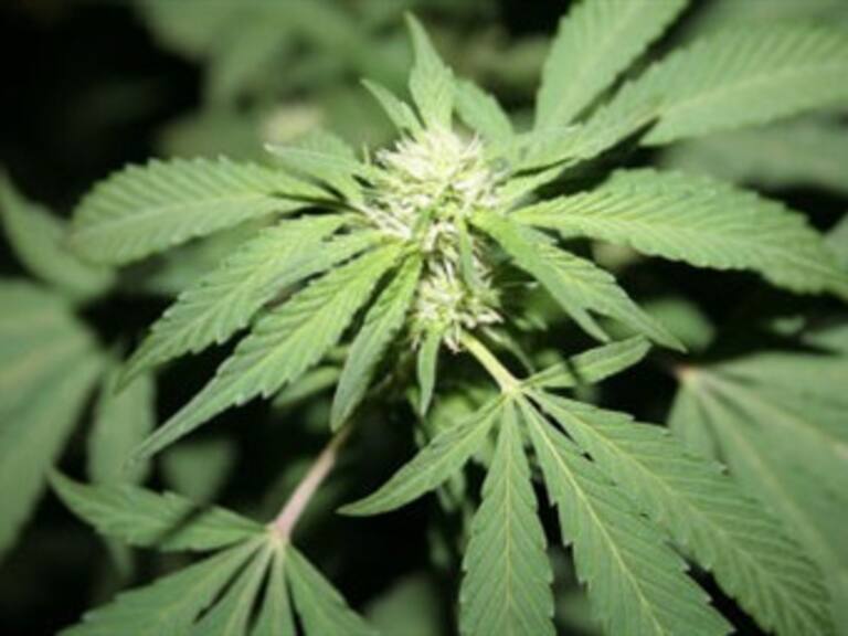 Apoya PRD-Jalisco llamado a debatir legalización de drogas blandas